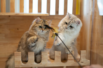 Two persian cats playing toy together
