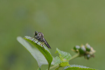 a gray robber fly that perches on a leaf