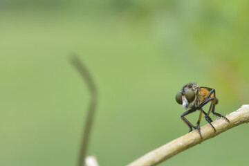 robber fly tiger perched on a tree branch eating insects