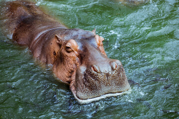 Fototapeta premium Huge Brown Hippo in the River, Thailand