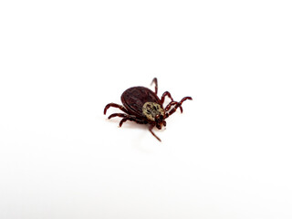 Infectious Dermacentor Dog Tick Arachnoid Parasite Insect Macro isolated on white background. Insect.