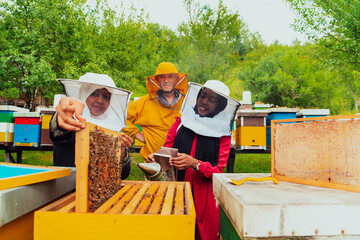 Business partners with an experienced senior beekeeper checking the quality and production of honey at a large bee farm