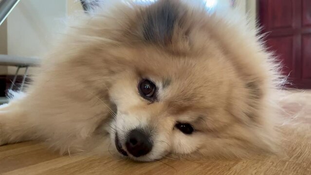 Pomeranian spitz puppy