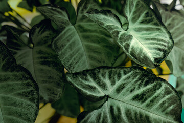Tricolor Nephthytis or Syngonium podophyllum, heart-shaped green leaves, beautifully patterned leaf...