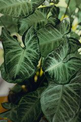 Tricolor Nephthytis or Syngonium podophyllum, heart-shaped green leaves, beautifully patterned leaf close-ups, dramatic dark tones, macro shot of a house plant growing in greenhouse, 