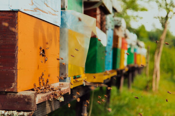Row of blue and yellow hives. Flowers honey plants in the apiary. Bees are returning to the hives.
