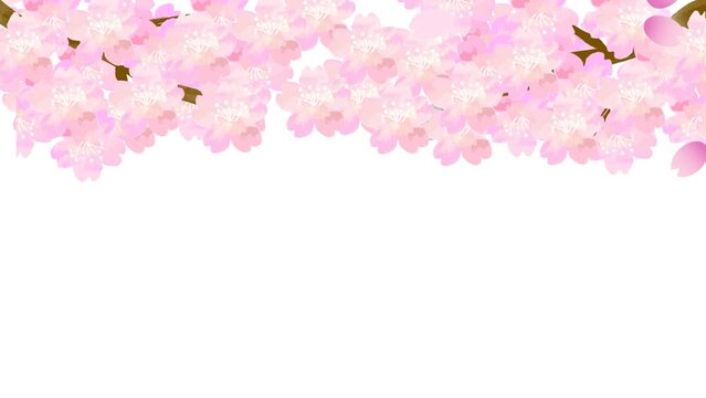 枝に咲く桜の花と風に舞う花びらの水彩アニメーション（アルファチャンネル）