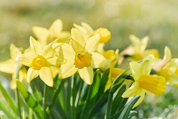 Jonquil in meadow. Spring flower and defocused nature background
