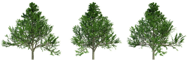 various tree isolated on white, photorealistic render