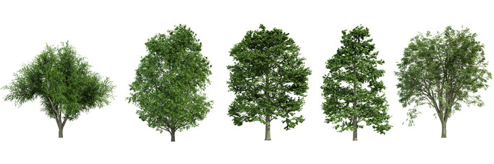 Fototapeta na wymiar various tree isolated on white, photorealistic render