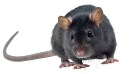rat on white background