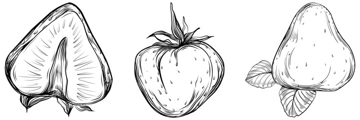 Strawberry Hand drawn outline with transparent background. Vector