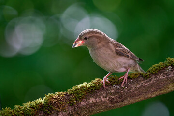 Haussperlingsweibchen