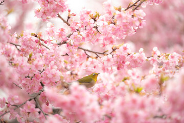 Obraz premium 桜とメジロ