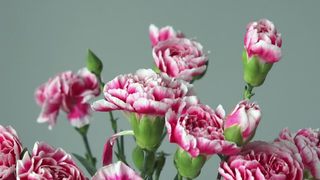 Bouquet of pink bush carnations on a green background, close-up