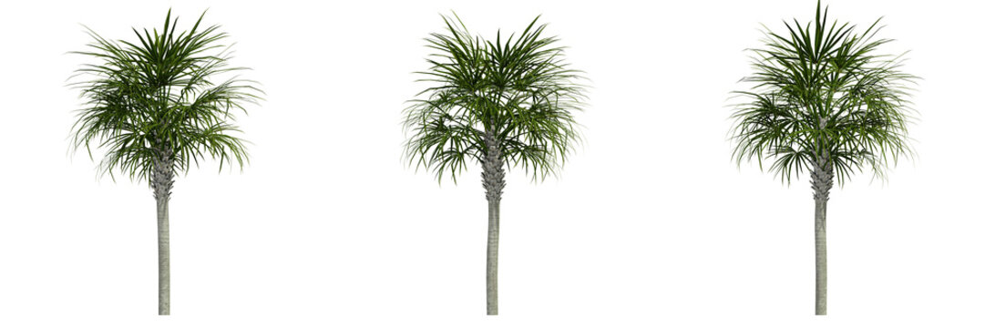 palm tree isolated on white, photoreal render
