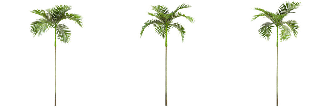 palm tree isolated on white, photoreal render