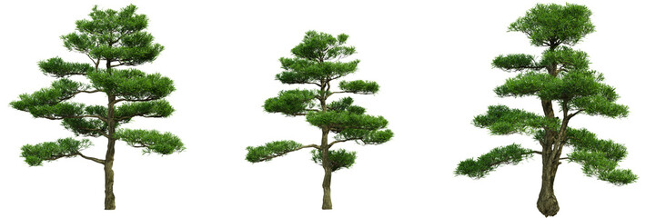 various tree isolated on white, photorealistic render