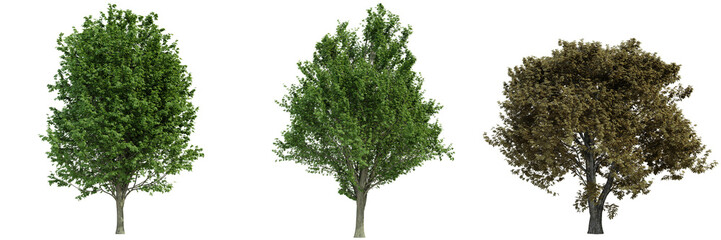 various tree isolated on white, photorealistic render