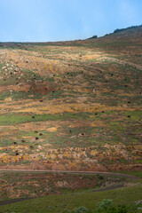 Obraz premium Kettle of wild cows in colorful mountain with shadows during sunny summer day, in tenerife, spain
