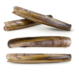 Razor clams isolated on white background. Seafood.