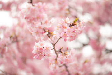 春の訪れ　代々木公園の桜