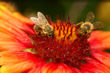 bee on flower