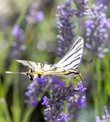 Fennel Swallowtail on lavender, Provence, France