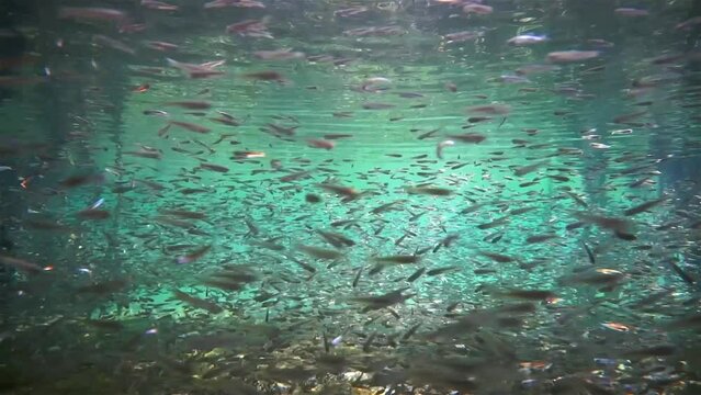 Shoal of juvenile fish in shallow water in the mangrove, underwater scene, Caribbean sea, Central America, Panama, 59.94fps