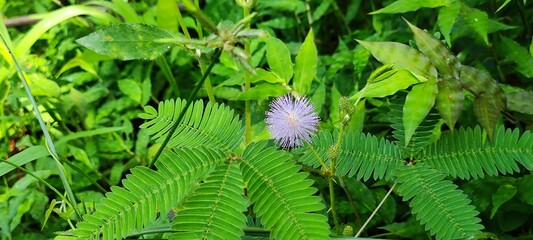 mimosa pudica or Sensitive Plant, Touch me not, Shame Plant, Live and die, Humble Plant orin...