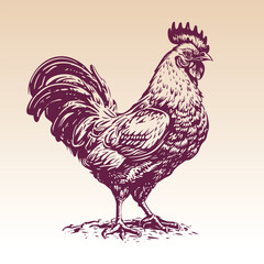 Hand drawn Rooster illustration. Vintage woodcut engraving style vector illustration.