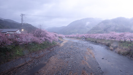 静岡県 河津桜まつり