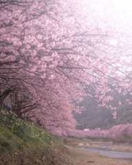 静岡県 河津桜まつり