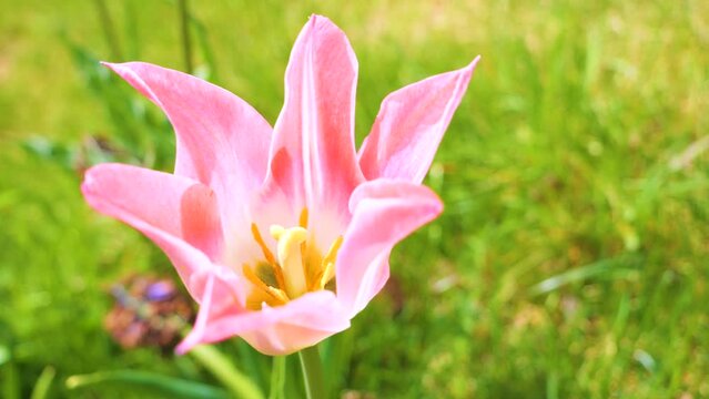 CLOSE UP, DOF: Gorgeous blooming pink tulip flower with visible pistil and stamen. Iconic spring marker enlivens home garden. Blooming herald of springtime swaying in gentle wind on a warm sunny day.