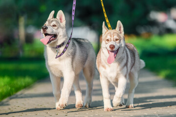 two Siberian husky puppies on colored leashes walk in the park in summer