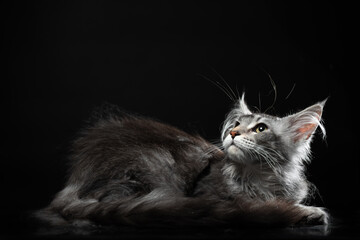 kitten of the Maine Coon breed on a black background with a mirrored floor