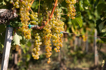 Grapes Harslevelu in Tokaj region, Unesco site, Great Plain, Hungary