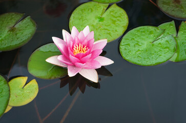 Water lily flower in shades of pink with green leaves in a pool of water.