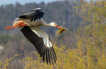 White stork (ciconia ciconia), early spring near Hunawihr, Alsace, France - obrazy, fototapety, plakaty