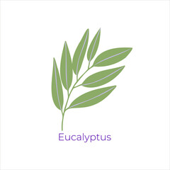Eucalyptus plant for illustration of eucalyptus essential oil. Aromatherapy flat vector illustration.