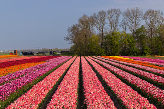 Field of tulips near Lemmer, Friesland, Netherlands
