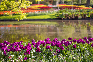 Keukenhof flower garden - largest tulip park in world, Lisse, Netherlands