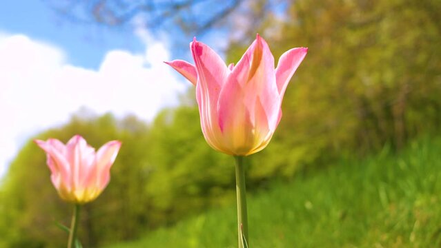 LOW ANGLE VIEW, DOF: Magnificent tulips with pink petals flowering in spring. Blooming herald of springtime swaying in gentle wind on a warm sunny day. Iconic spring flower enlivens home backyard.