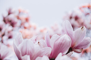 Magnolienblüte 