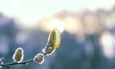 Spring fluffy willow buds close up. pussy willow branch on sunny light natural blurred background....