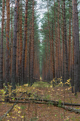 A country road in a pine forest in autumn.