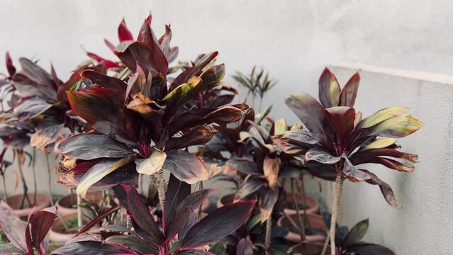 Copperleaf plant outdoor close up