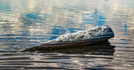 Ancient wooden piles in the Kuyalnitsky estuary, where self-sedimentary salt was mined from salt...