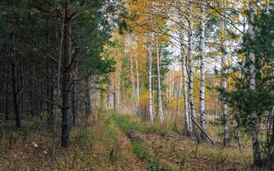 The beauty of autumn forests of pine and birch.