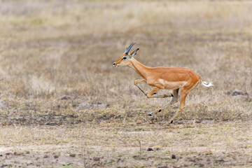 Impala - Young male running in the Kruger National Park in South Africa